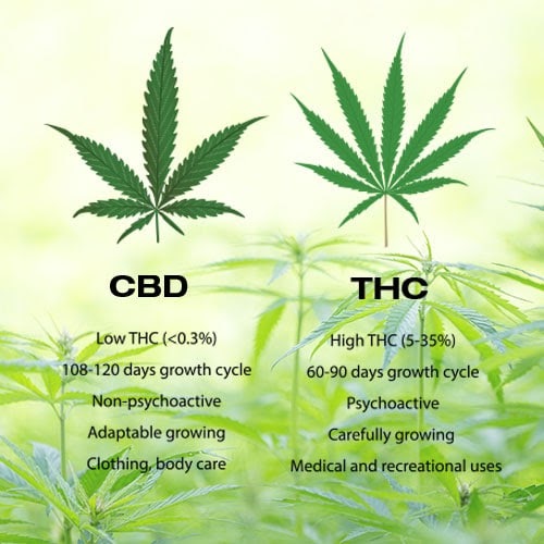 Overview of CBD, Incorporated Products, and Their Health Claims